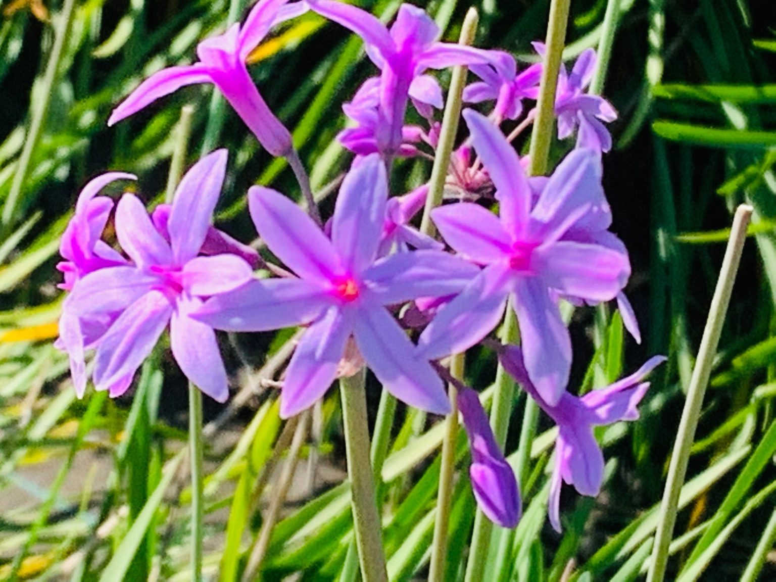 Ail Fleur Midiflore Herbes aromatiques et fleurs comestibles — free download